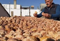 Adana'da 5 ton ürünü 1 yılda aldı: Komşularına iş vermeye başladı! Kozan'da açık havaya fabrika kurdu