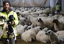 Devletten aldığı hibe desteğiyle hayatı değişti! Erzincanlı üretici 8 milyon TL’lik çiftlik kurdu