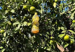 Hatay'da çiftçinin başına bela olan sineğe lise öğrencileri çare buldu! Tuzaklar tek tek ağaçlara asıldı