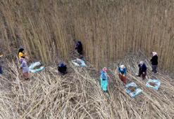 Çorum'da deneme amaçlı 150 dönüm alana ektiler: Çiftçinin yeni gelir kapısı olabilir: Silah sanayisinden çikolataya yüzlerce kullanım alanı var