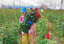 Adana'da 416 dönüm serada hasat başladı: Üreticiden 'aracılar kazanıyor' isyanı: 10 liralık ürün 100 liraya kadar çıkıyor!