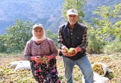 Bu işi yapan günlük 5 bin TL kazanıyor! Hasat dönemi 20 gün sürüyor ama çalışacak eleman yok!