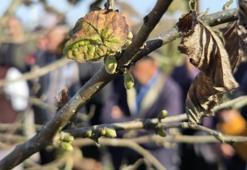 Samsun'da 500 metrekareden alınan verim 10 dönümü geçiyor!