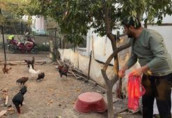 Osmaniye'de pes dedirten hırsızlık! Çamaşır ipiyle geldi, komşusunun mavi yumurtlayan tavuğunu tişörtünün içine saklayıp kaçtı