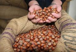 Giresun'da talep arttı! Fındık fiyatları uçtu!