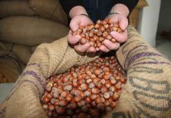 Talep arttı! Fındık fiyatları tekrar yükselişe geçti
