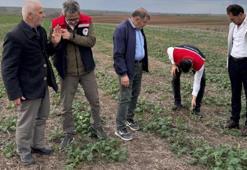 Artan kuraklığa çare! Tekirdağ'da anıza kanola ekimi