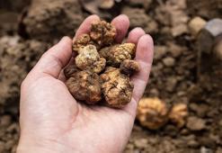 Türkiye'nin 7 ilinde aranıyor: Bulanlar servet kazanıyor! Sadece uzmanlar tanıyor