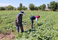 ÇKS başvurularında sona gelindi! İlk kez kayıt olacaklar için dikkat çeken detay...