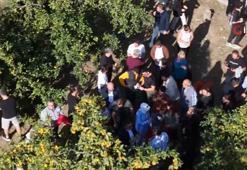 Ücretsiz meyveyi duyan oraya akın etti! Dalından tek tek topladılar