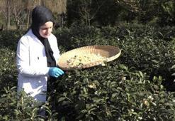 Karadenizli üreticinin yeni gelir kapısı oldu! Az üretiliyor ama üreticiye çok kazandırıyor! Kilosu 6 bin TL!