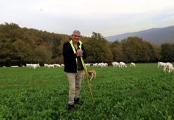 Günlük 800 lira kar bırakıyor! Kocaeli'de bu iş moda oldu: Yüzde 75 belediye destekliyor