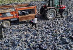 Ankara'da hasat devam ediyor! Çiftçiler son ürünler için tarlalara indi: Sıcak yaktı, verim düştü