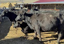 Ardahan'da büyükbaş hayvan destekleri devam ediyor! Hayvanlar tek tek ailelere dağıtılıyor