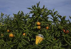 Zehirsiz mücadelede rekor artış! İzmir'de mandalina bahçelerine 51 bin tuzak kuruldu: Üretimde kimyasal ilaç dönemi bitiyor