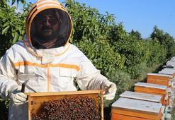 Adanalı girişimciden tropikal meyvede AR-GE devrimi! Serasındaki kovanlarla hem nektar fazlalığı sorununu çözdü hem de bal üretti