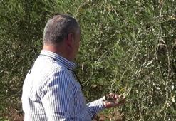 Şırnak'ta zeytini don vurdu! Çiftçi bu yıl ürün alamadı