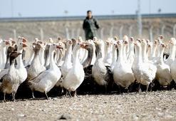 Türkiye'nin ihtiyacının yüzde 40'ını karşılıyor: Nesli yok olma tehlikesi geçiriyordu, şimdi yılda 2 buçuk milyon üretiliyor!