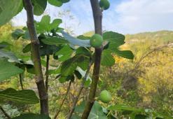 Mevsimi şaşırdılar! İncir ağaçları meyve verdi