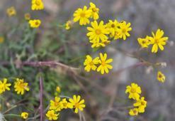 Kış gelmeden bahar geldi, kır çiçekleri açtı