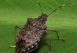 Kokarcanın fındıktaki zararı derinleşiyor! Bu böceğin doğal düşmanı yok