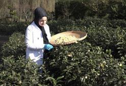 Rize'de çay hasadında yeni keşfedildi! Kilosu 6 bin TL'den satılıyor