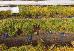 Hasatta son günler, rekolte yüzde 80 düştü! Geçen sene 45 liraydı, bu yıl 55 liraya yükseldi