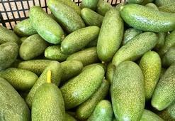 Türkiye'de ihtiyacın yüzde 65'ini tek başına karşılıyor! Rekolte 150 milyon adedi bulacak: İhracat Rusya ve Orta Doğu'ya uzandı