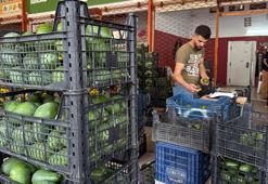 Rekolte beklentisi 150 milyon adet! Alanya üretimde kendini aştı