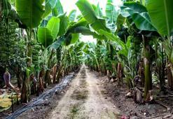 Yılda 6 kez hasat olunca Adanalı çiftçilerin gözleri parladı! Kış için alternatif ürünü buldular