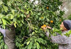 Balıkesir'in altın meyvesi! Sadece burada yetişiyor: Hasada tam gaz devam, lezzeti tescilli o ürün kapış kapış gidiyor