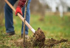 Bir karış toprağı olan ömür boyu pasif gelir elde ediyor! Balkondaki saksıda bile oluyor, bir kez diken hayatını garantiye alıyor