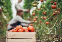 Vanlı çiftçiye kaliteli üretim için büyük hibe desteği geliyor! Proje başvuruları başladı: Son başvuru tarihi 3 Aralık