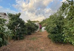 Mersin'de ilginç olay! Gizlice bahçeye girip muz ve avokado hasadı yaptılar