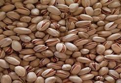 Şanlıurfa'da fıstık altınla yarışıyor! Fiyatlar iki katına çıktı