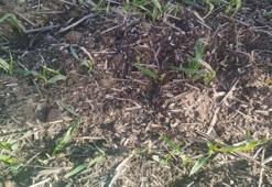 Tekirdağ'da hububat tarlalarında gizli tehlike! Yetkililer uyardı: Görürseniz hemen arayın