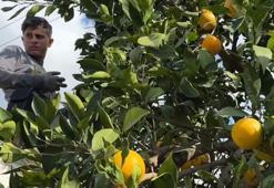 Antalya'da hasat başladı! Günde 500 ton toplanıyor! Yurt dışından sipariş yağıyor