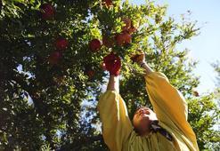 Adıyaman'da son 5 yılda üretim alanı yüzde 27 genişledi, zirai dona meydan okudu! Dünya pazarına açılıyor