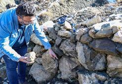 50 milyon yıl öncesine ait olduğu düşünülüyor! Bingöl'ün dağlarında bulundu, yaşı incelendikten sonra belli olacak