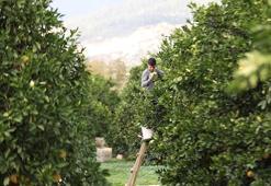 Antalya'da günde 500 ton toplanıyor! Bu hasat zengin edecek, talep patladı