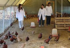 Üniversiteli öğrenciler yetiştirmeye başladı! Verim 5 kat arttı! Sayıları 60'tan 700'e ulaştı