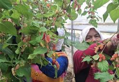 Silifke'de hasat başladı: Lüks sofraların gözdesi! Dubai ve Katar'a ihraç ediliyor! 600 ton rekolte bekleniyor