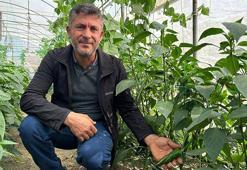 Türkiye'nin en acı biberinde hasat zamanı! Uzman isim faydalarını saydı: 'Hastalıklara karşı direnç oluşturur'