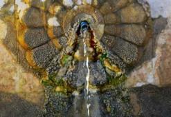 Malatya yolunda şifası bulundu: Doktor keşfetti, 40 dönüm alana tesisi kuruldu