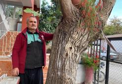 Osmaniye'de şaşırtan görüntü: Dut gövdesinden incir çıktı!