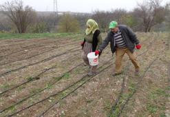 Malatya'da denemek için 30 kilo ekti! Tarladan çıkarmadan satıyor: 4 yılda servet kazandı