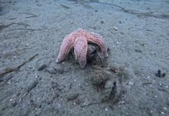 Marmara Denizi'nin ekolojik yapısı mercek altında