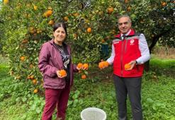 Üreticiler sevinçli! Portakal hasadı yapıldı