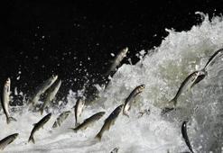 İklim krizi Van Gölü'nün incisini vuruyor! Kar yağışının azalması 20 bin kişinin geçim kaynağını tehdit ediyor: 'Nesli tehlike altında!'