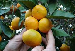 Karadeniz'in yeni altın meyvesi! Ordu'da 350 rakımda toplanıyor! Hasat başladı: Marketler almak için şimdiden sıraya girdi